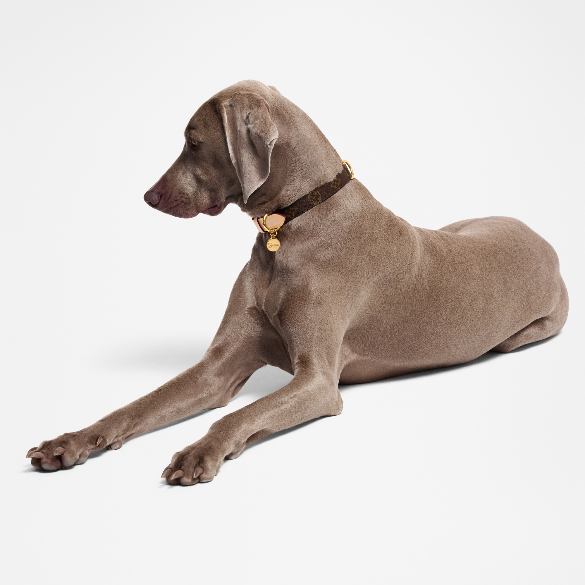  펫 액세서리 } 도그 칼라 MM | 루이비통 공식 온라인 스토어® (크게 보기)